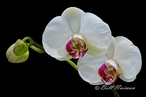 Moth Orchid (white) - Phalaenopsis -