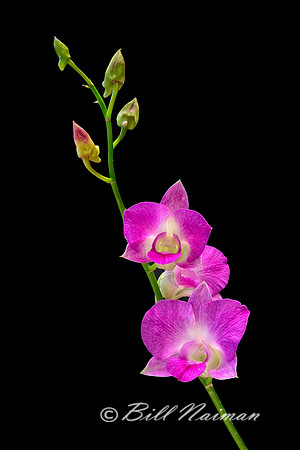 Pink Dendrobium Orchid - 2013