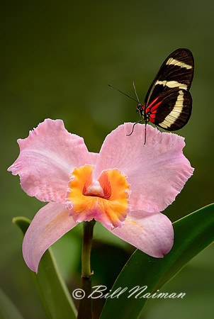 Pink Cattleya with Butterfly 2013