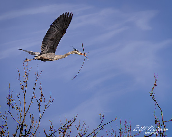 Blue Heron March 2013 (1) - Cuyahoga Valley National Park