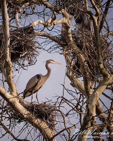 Blue Heron March 2013 (2) - Cuyahoga Valley National Park