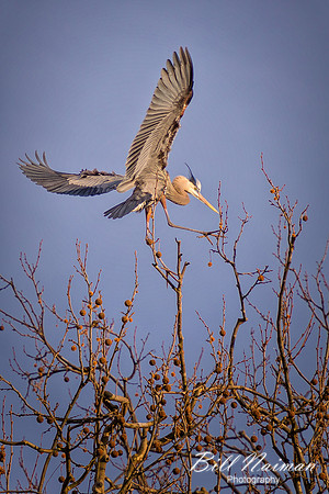 Blue Heron March 2013 (4) - Cuyahoga Valley National Park