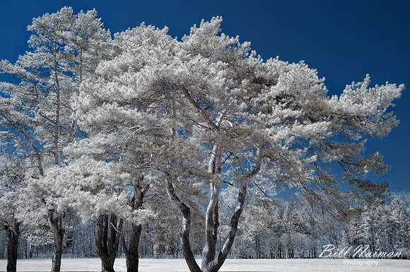 Conifers in Early Spring - Infrared Faux Color