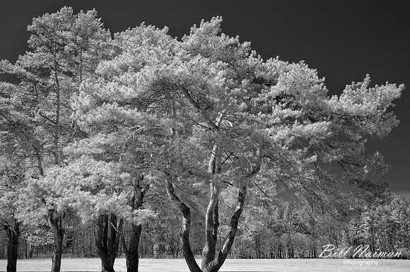 Conifers in Early Spring - Infrared B&W