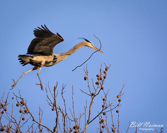 Tip Toe Through the Tree Tops