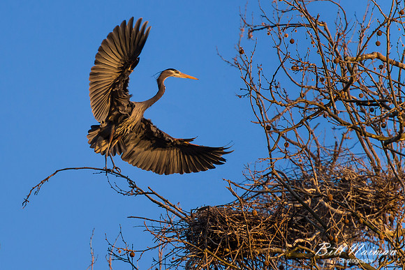 Blue Heron April 2013 (3) - Cuyahoga Valley National Park