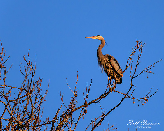 Blue Heron April 2013 (4) - Cuyahoga Valley National Park