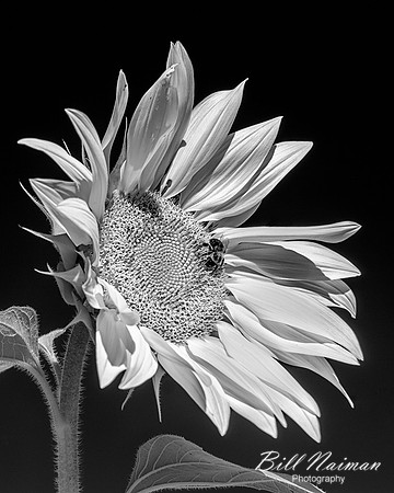 Sunflower With Bee - Infrared B&W
