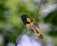 American Redstart-2026_05_15-5006