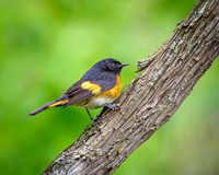 American Redstart-2026_05_06-3525