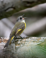 American Redstart Female-2026_05_22-5453