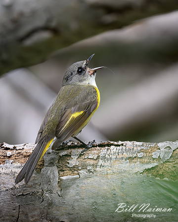 American Redstart Female-2026_05_22-5453