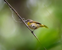 American Redstart Female-2026_05_22-5366