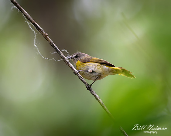 American Redstart Female-2026_05_22-5366