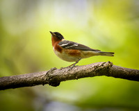 Bay-breasted Warbler-2026_05_15-5021