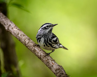 Black and White Warbler-2026_05_15-5042