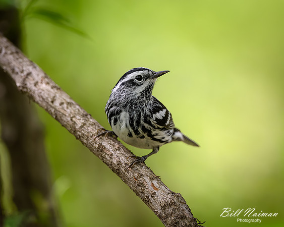 Black and White Warbler-2026_05_15-5042