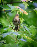 Blackbird Female-2026_05_26-5761