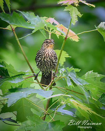 Blackbird Female-2026_05_26-5761