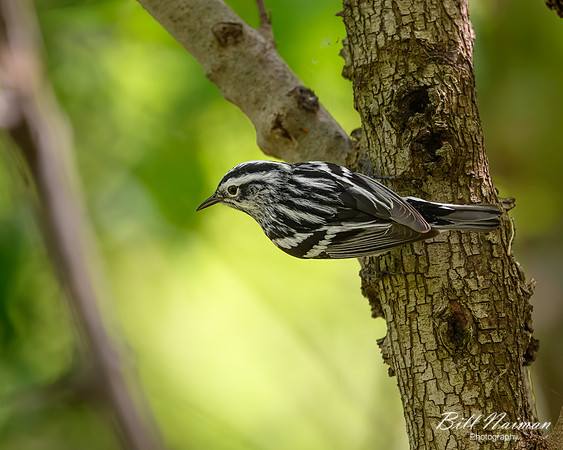 Black and White Warbler-2026_05_15-5054