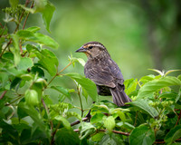 Blackbird Female-2026_05_26-5932