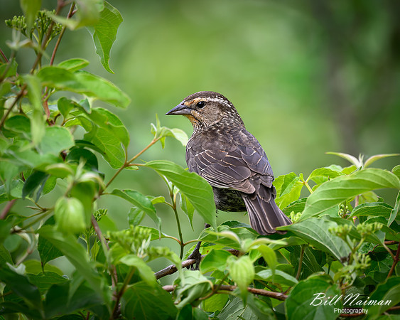 Blackbird Female-2026_05_26-5932