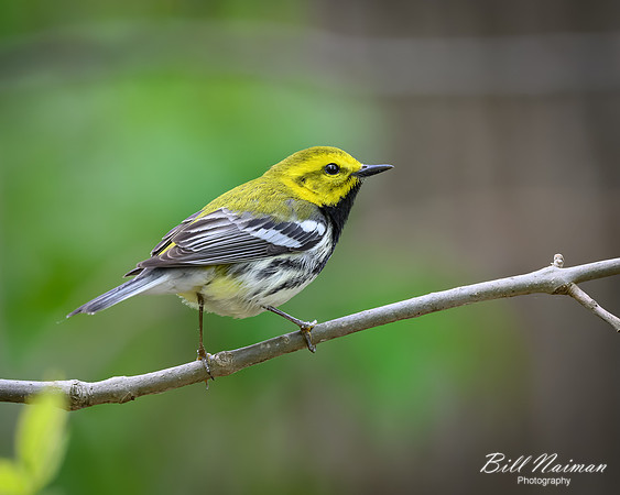Black-throated Green Warbler-2026_05_06-3242
