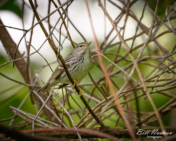 Blackpoll Warbler Female-2026_05_26-5609