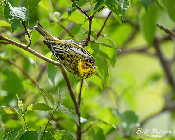 Cape May Warbler-2026_05_06-0020