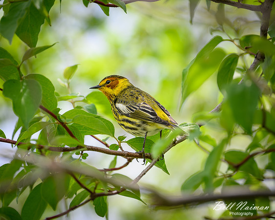 Cape May Warbler-2026_05_06-0011