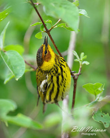 Cape May Warbler-2026_05_06-0136