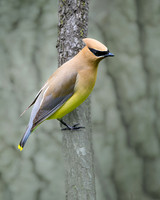 Cedar Waxwing-2026_05_22-5498
