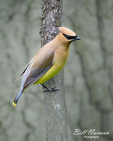 Cedar Waxwing-2026_05_22-5498