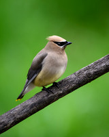 Cedar Waxwing-2026_05_22-5517