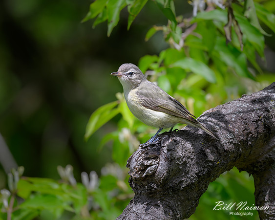 Eastern Warbling Vireo-2026_05_14-3775