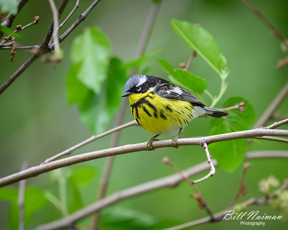Magnolia Warbler-2026_05_22-5287