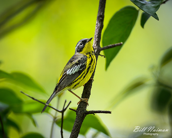 Magnolia Warbler-2026_05_15-4724