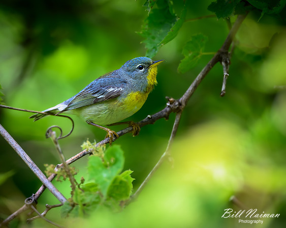 Northern Parula-2026_05_26-5801
