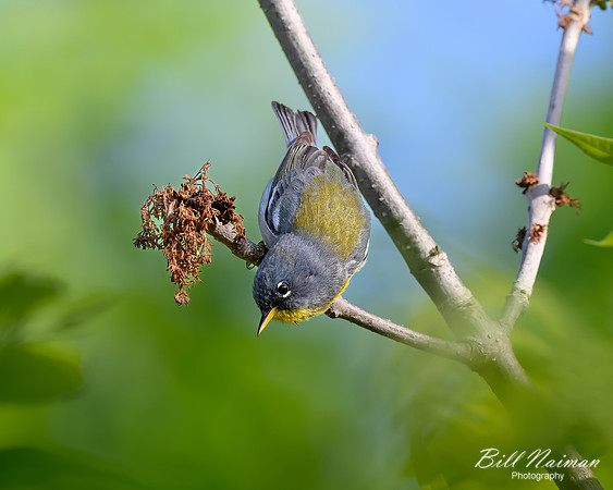 Northern Parula-2026_05_06-3091
