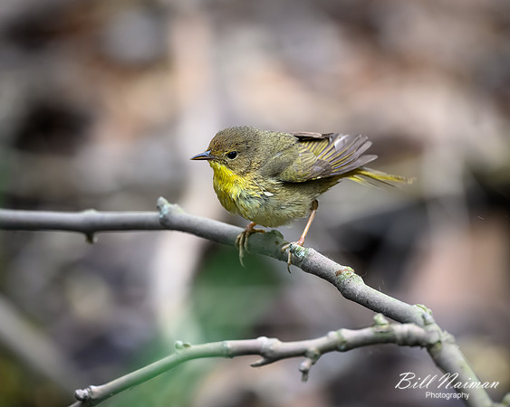 Mourning Warbler-2026_05_22-5608