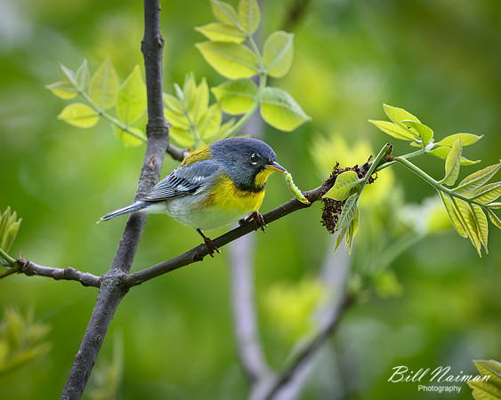 Northern Parula-2026_05_06-3332