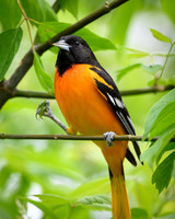 Baltimore Oriole-2026_05_06-3471