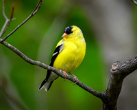 American Goldfinch-2026_05_16-0036