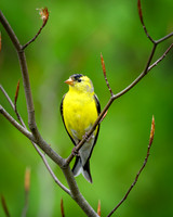 American Goldfinch-2026_05_16-0034