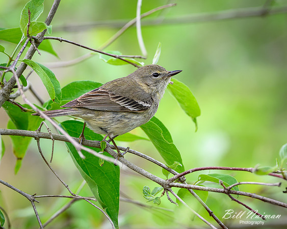 Pine Warbler-2026_05_06-0179