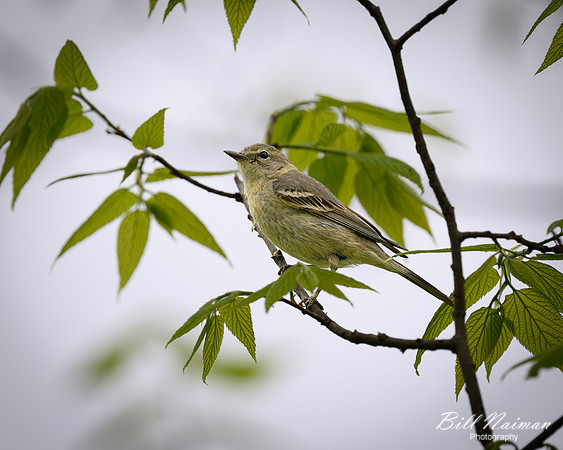 Pine Warbler-2026_05_06-0081