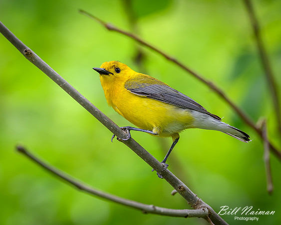 Prothonotatary Warbler-2026_05_26-5873
