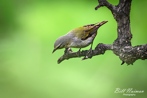 Tennessee Warbler-2026_05_22-5470