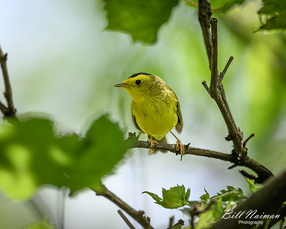 Wilson's Warbler-2026_05_26-5818