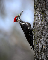 Pileated Woodpecker -2026_03_07-2830